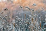 Frosted Grasses