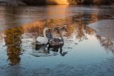 Mute Swan and Cygnets