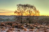 Silver Birch at Mogshade Hill