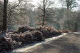 Winter Frost in Denny Wood