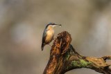 Nuthatch Sitta europaea