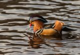 Mandarin Duck Aix galericulata