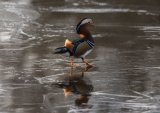 Mandarin Duck Aix galericulata