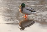Mallard Anas platyrhynchos