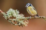 Blue Tit Cyanistes caeruleus