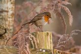 BBK6169 Robin Erithacus rubecula