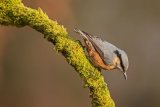 BBK6263 Nuthatch Sitta europaea