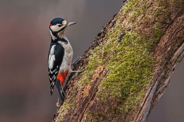 Great Spotted Woodpecker Dendrocopos major