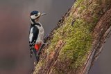 Great Spotted Woodpecker Dendrocopos major