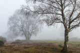 Silver Birch near Beaulieu Road