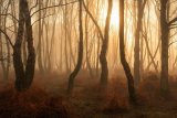 A Misty Winters Day in Denny Wood