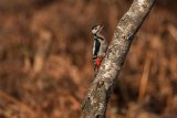 Great Spotted Woodpecker Dendrocopos major