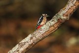 Great Spotted Woodpecker Dendrocopos major