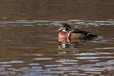 Wood Duck Aix sponsa