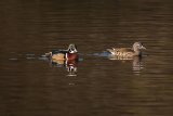 Wood Duck Aix sponsa