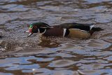 Wood Duck Aixsponsa