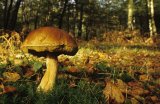 Brown Birch Bolete