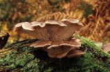 Oyster Mushroom