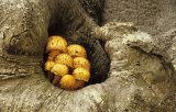 Shaggy Pholiota