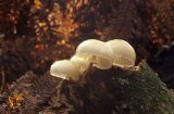 Porcelain Fungus