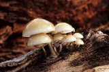 Porcelain Fungus