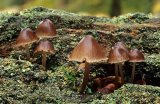 Oak Bonnet Cap