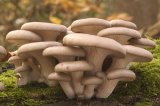 Oyster Mushroom