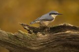 Nuthatch Sitta europaea