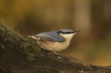 Nuthatch Sitta europaea