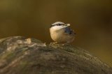 Nuthatch Sitta europaea