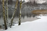 Silver Birch in Winter
