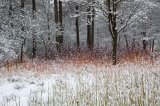 Cornus sanguinea Midwinter Fire