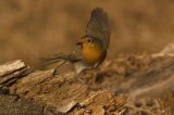 Dancing Robin