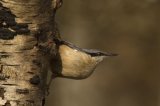 Nuthatch Sitta europaea