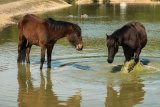 New Forest Ponies