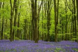 Micheldever Woods