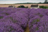 Lavender Cottages