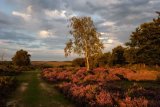 Heather and Silver Birch at Mogshade Hill