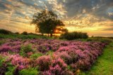 Setting Sun at Mogshade Hill