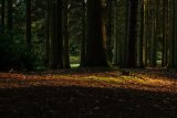 Spotlight on Forest Floor