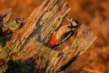 Blue Tit and Great Spotted Woodpecker