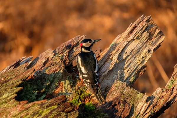Great Spotted Woodpecker Dendrocopos major
