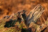 Great Spotted Woodpecker Dendrocopos major