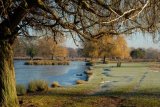 Bushy Park Hampton London UK