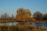 Bushy Park Richmond upon Thames UK
