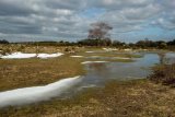 Ocknell Plain