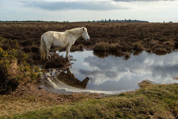 New Forest Pony