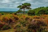 Bratley View in The New Forest