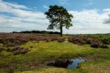 Pig Bush The New Forest