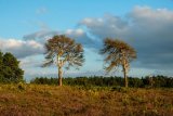 Bratley View in The New Forest